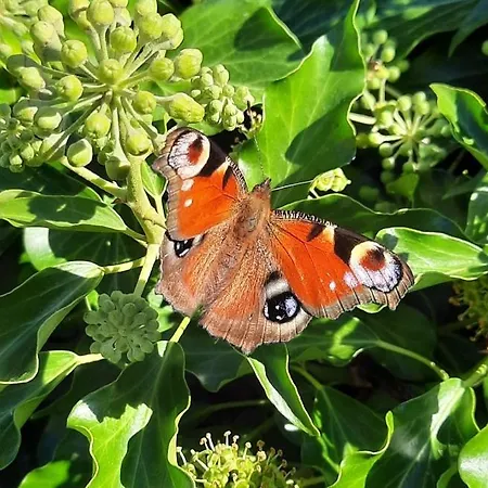 Neugaerten Daire Busenberg