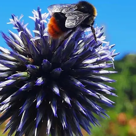 Neugaerten * Busenberg