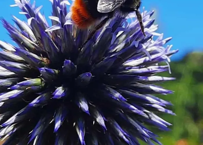 Neugaerten * Busenberg